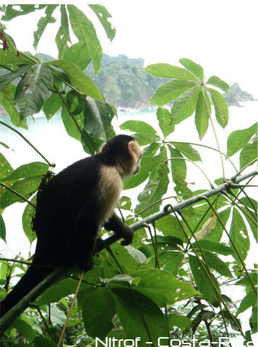 singe
