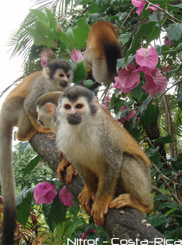 singes