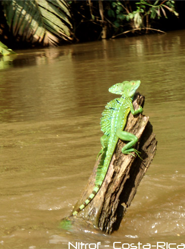 basilic