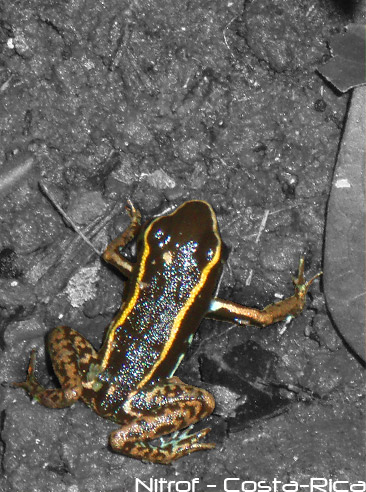 frog
