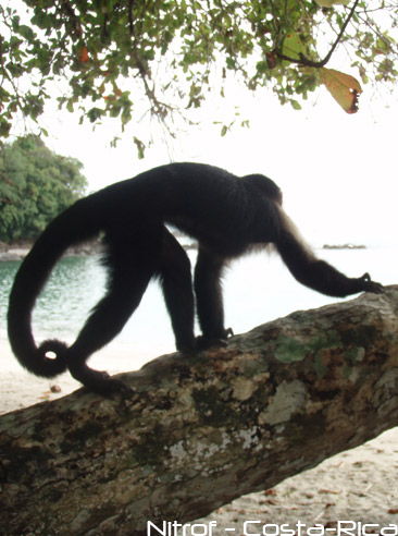singe