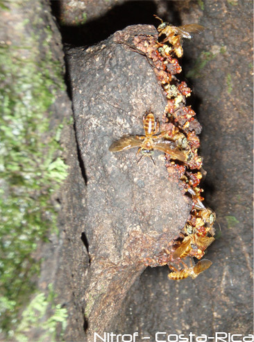 abeilles