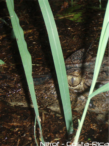croco