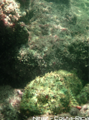 poisson