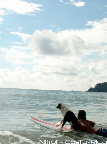 chien_surf