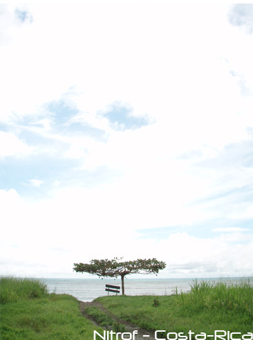 arbre